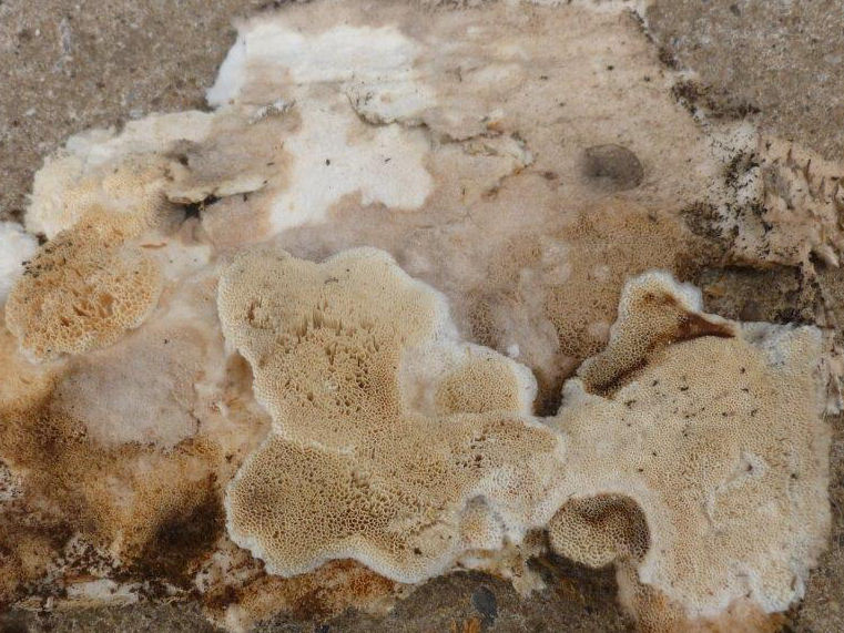 poriënzwam bestrijden - B-Team