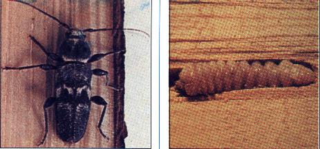 Bokto-bestrijden-b-team