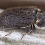 Houtwormbestrijding - Grote Houtwormkever