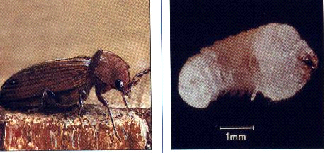 Houtworm-bestrijden-b-team